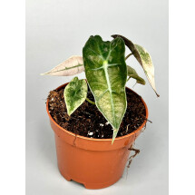 Alocasia polly Pink/Green variegated