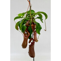 Nepenthes St. Pacificus (x ventricosa x insignis) "Big Plant" 
