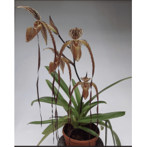 Paphiopedilum Bishop Francis Christian (Lady Isabele x Booth's Sand Lady) 