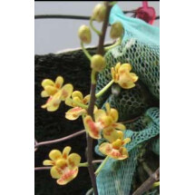 Phalaenopsis chibae 