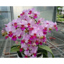 Phalaenopsis Liu's Berry "Orch House" "Big Compact Plant"