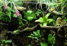Terrarium Planten en Orchideeën